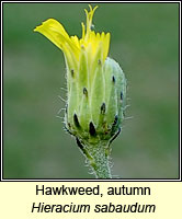 Hawkweed, autumn, Hieracium sabaudum