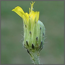 Autumn Hawkweed, Hieracium sabaudum