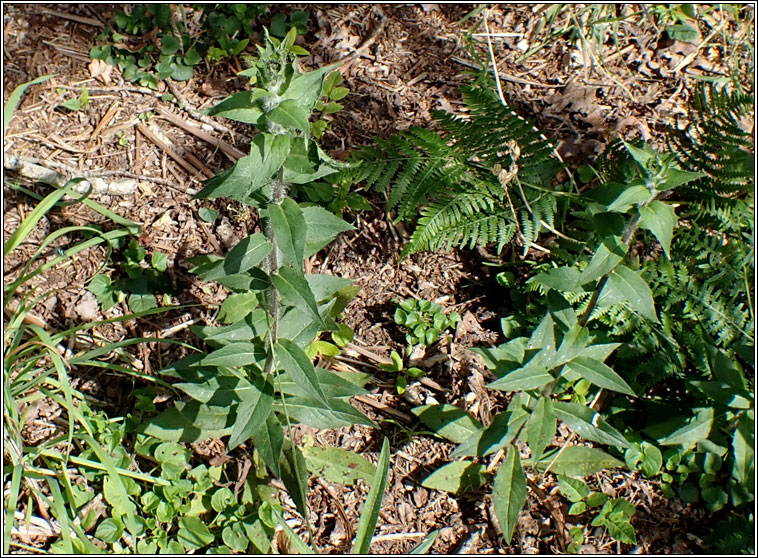 Autumn Hawkweed, Hieracium sabaudum