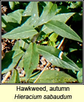 Hawkweed, autumn, Hieracium sabaudum