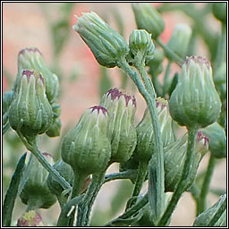 Bilboa Fleabane, Erigeron floribundus