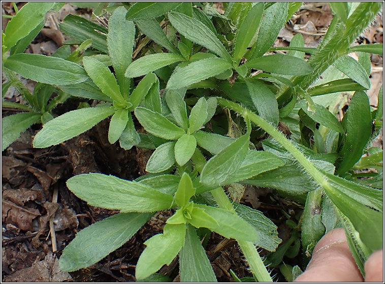 Bilboa Fleabane, Conyza floribunda