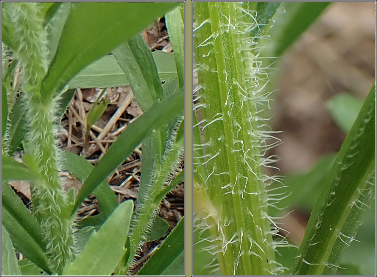 Bilboa Fleabane, Conyza floribunda