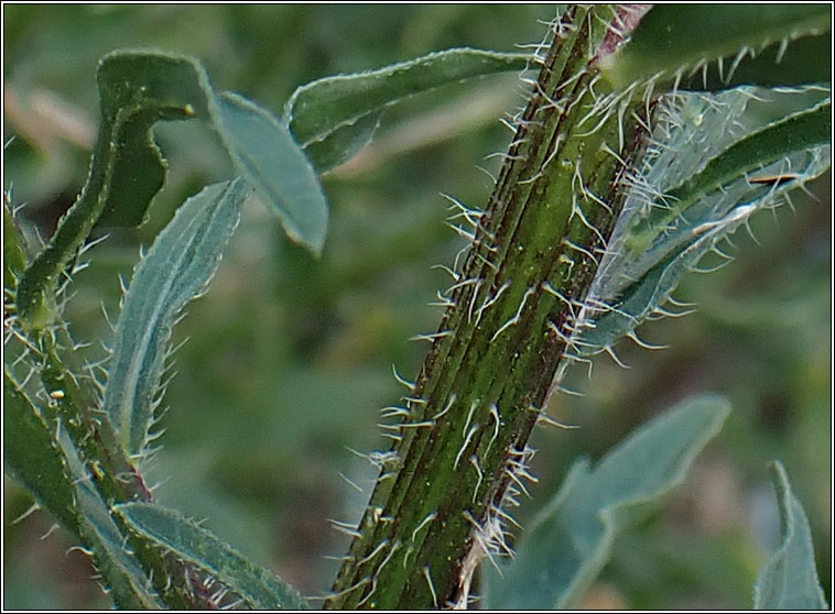 Bilboa Fleabane, Conyza floribunda