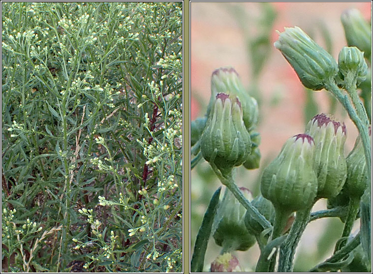 Bilboa Fleabane, Conyza floribunda