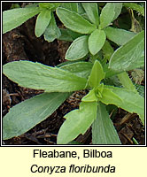 Fleabane, Bilboa, Conyza floribunda