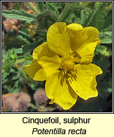 Cinquefoil, sulphur, Potentilla recta