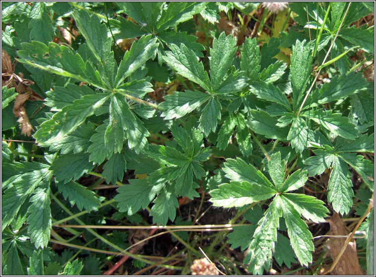 Sulphur Cinquefoil, Potentilla recta