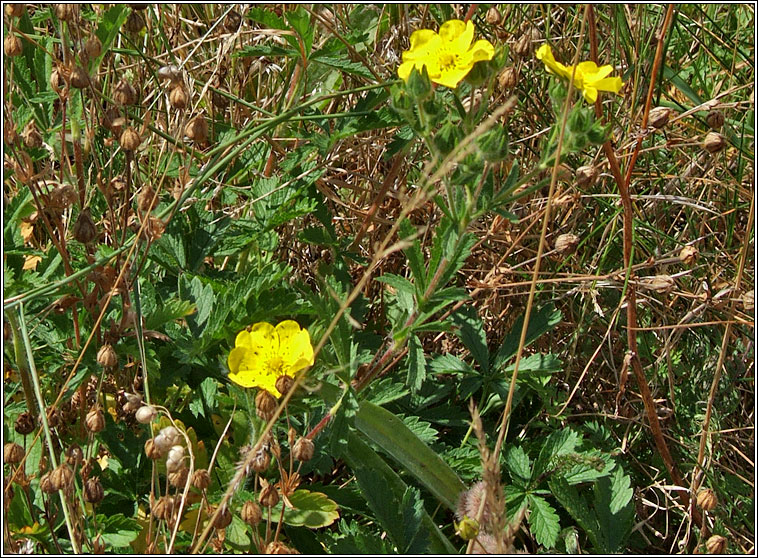 Sulphur Cinquefoil, Potentilla recta