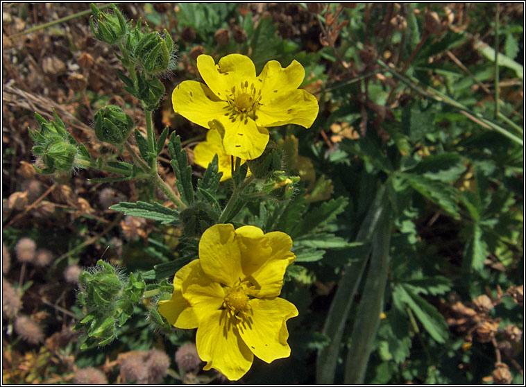 Sulphur Cinquefoil, Potentilla recta