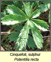 Cinquefoil, sulphur, Potentilla recta