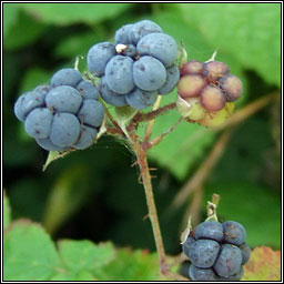 Dewberry, Rubus caesius