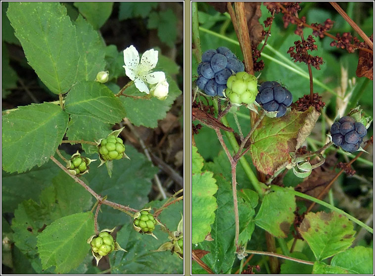 Dewberry, Rubus caesius