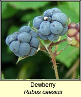 Dewberry, Rubus caesius