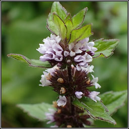 Bushy Mint, Mentha x gracilis