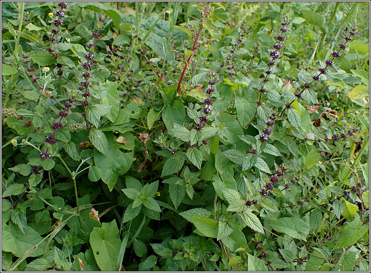 Bushy Mint, Mentha x gracilis