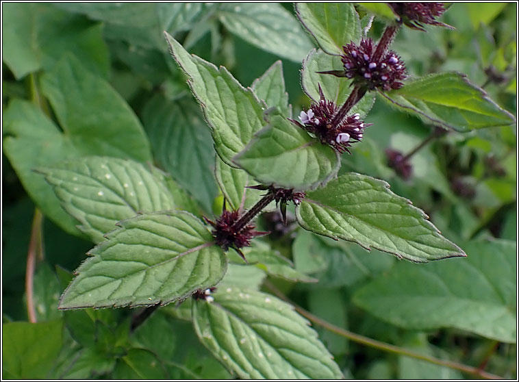 Bushy Mint, Mentha x gracilis