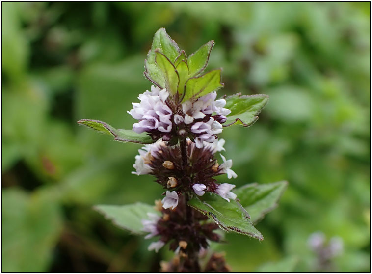 Bushy Mint, Mentha x gracilis