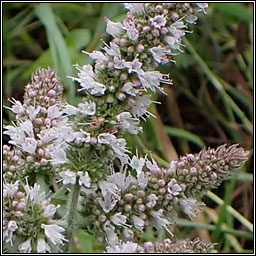 Apple Mint, Mentha x villosa