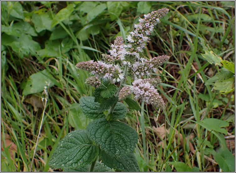 Apple Mint, Mentha x villosa