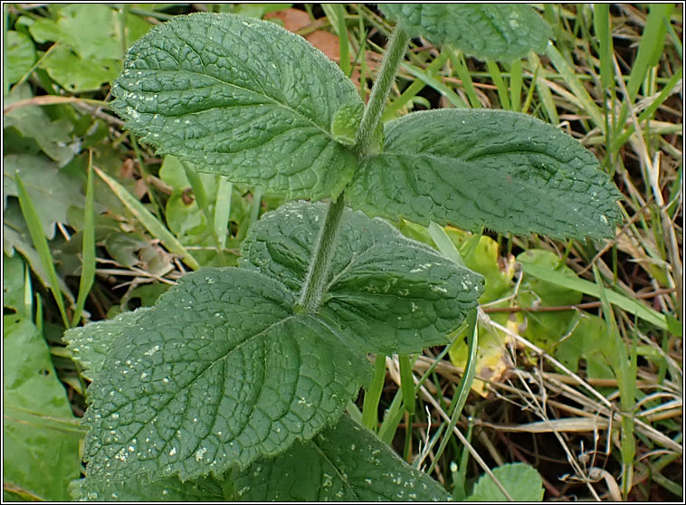 Apple Mint, Mentha x villosa