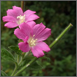 Great Willowherb, Epilobium hirsutum