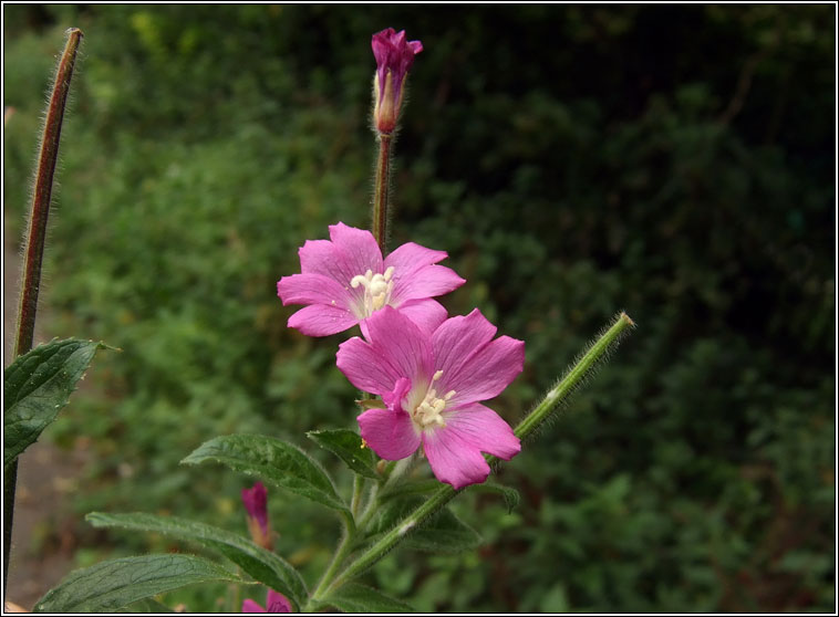 Great Willowherb, Epilobium hirsutum