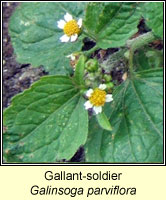 Gallant-soldier, Galinsoga parviflora