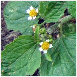 Gallant-soldier, Galinsoga parviflora