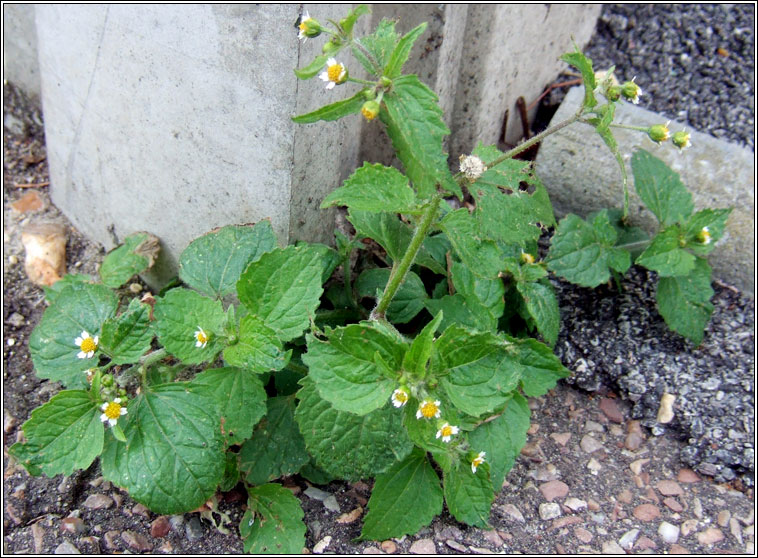 Gallant-soldier, Galinsoga parviflora