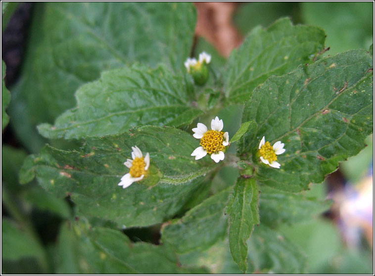 Gallant-soldier, Galinsoga parviflora