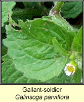 Soldier, gallant, Galinsoga parviflora