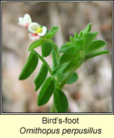 Birds-foot, Ornithopus perpusillus