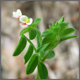 Bird's-foot, Ornithopus perpusillus