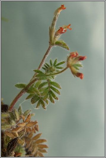 Bird's-foot, Ornithopus perpusillus