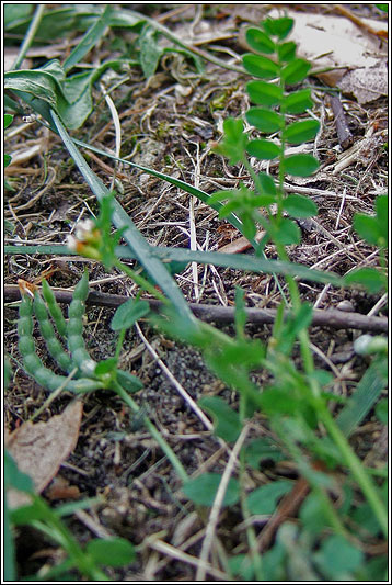 Bird's-foot, Ornithopus perpusillus