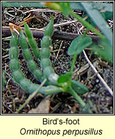 Birds-foot, Ornithopus perpusillus