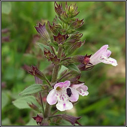 Common Calamint, Clinopodium ascendens