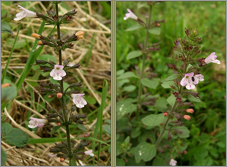 Common Calamint, Clinopodium ascendens