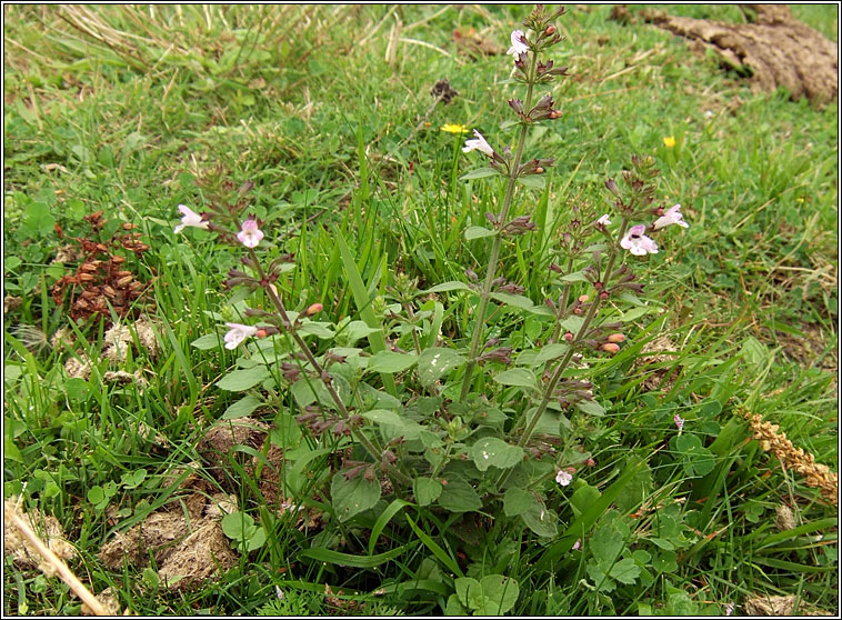 Common Calamint, Clinopodium ascendens