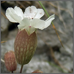 Sea Campion, Silene uniflora