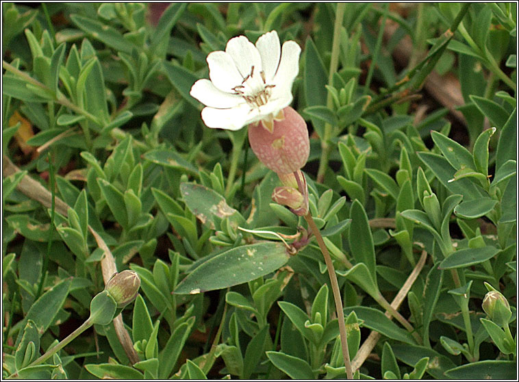 Sea Campion, Silene uniflora