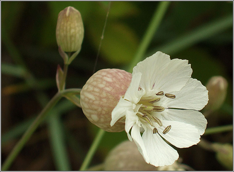 Sea Campion, Silene uniflora