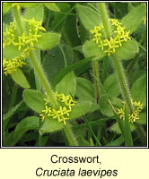 Crosswort, Cruciata laevipes