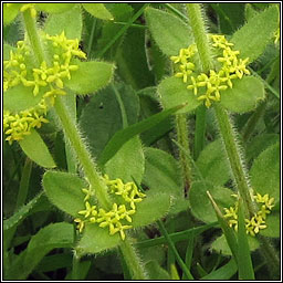 Crosswort, Cruciata laevipes