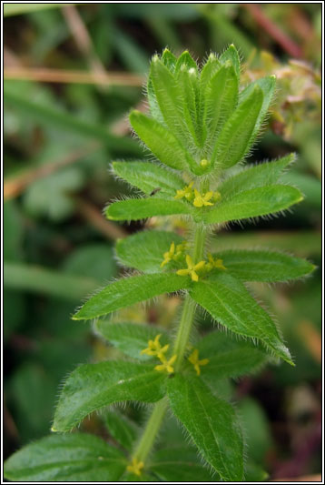 Crosswort, Cruciata laevipes