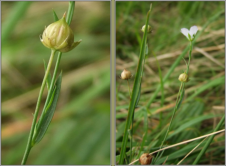 Pale Flax, Linum bienne