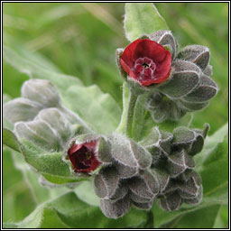 Hound's-tongue, Cynoglossum officinale