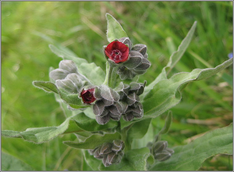 Hound's-tongue, Cynoglossum officinale