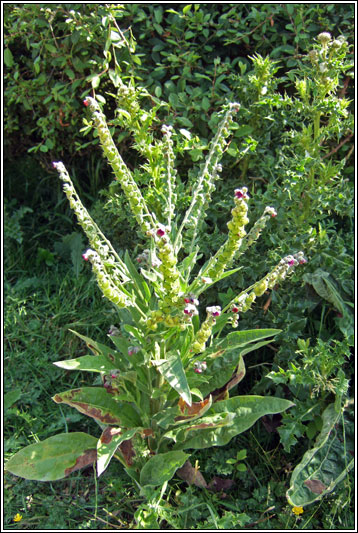 Hound's-tongue, Cynoglossum officinale